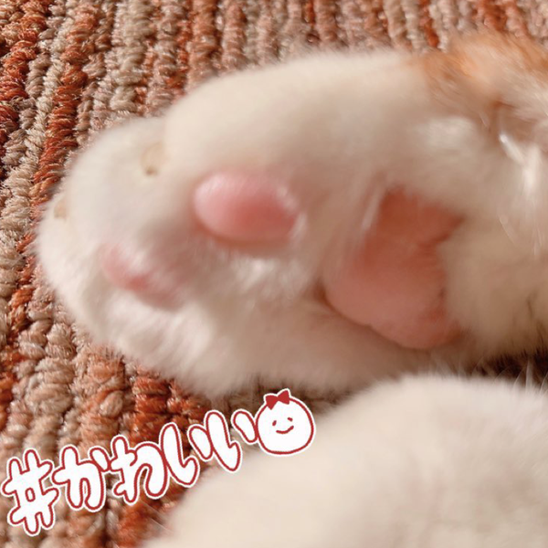 kaoru🍋のユーザーアイコン