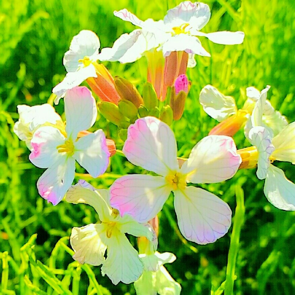 ã¿ãããðžo(^o^)oðãã£ããããŒã¹ðž(*ââœâ*)ðã®ãŠãŒã¶ãŒã¢ã€ã³ã³