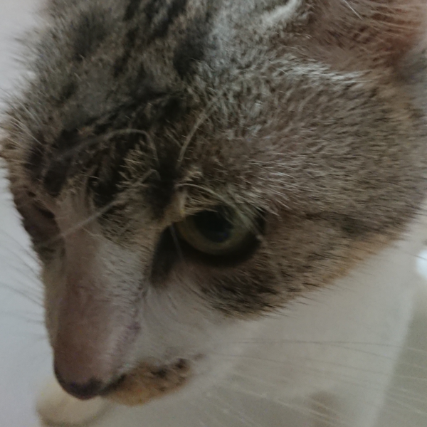 歌うアース君のユーザーアイコン