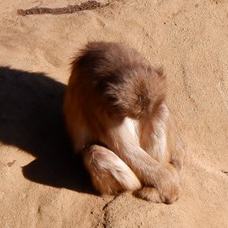 アンコ椿は恋の花 都はるみの歌詞 音楽コラボアプリ Nana