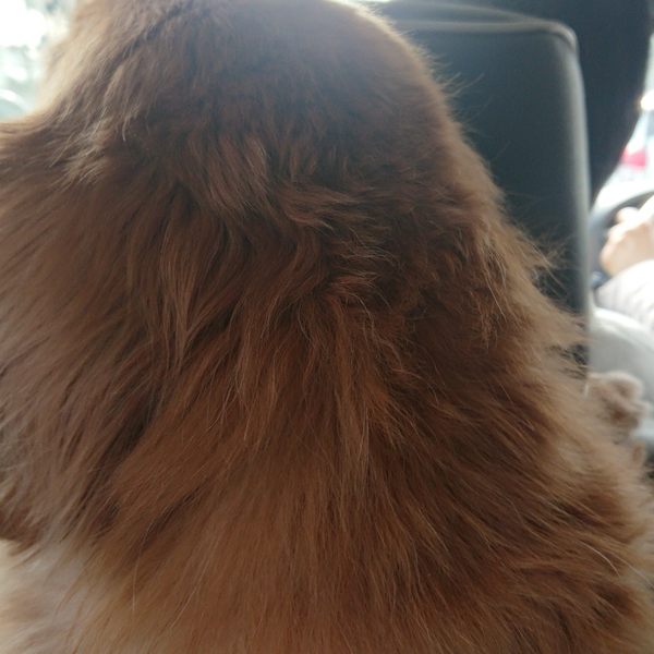 優歌🐕のユーザーアイコン