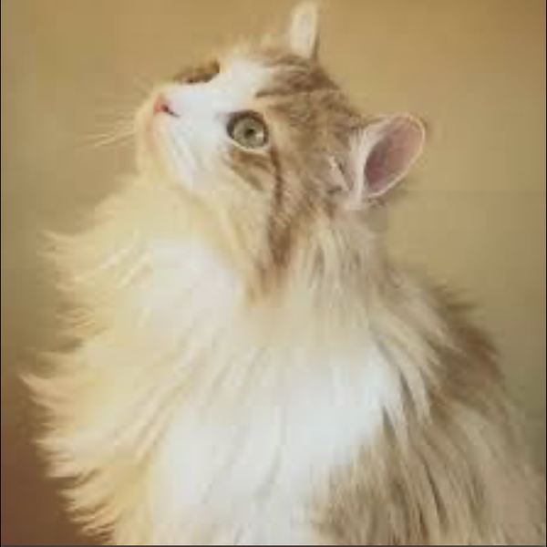 種のうた ストロベリー フラワー カラオケ ピアノ ギター伴奏 音楽コラボアプリnana