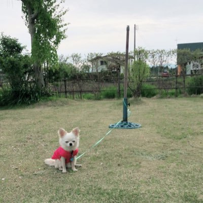 ぶうぶうのユーザーアイコン