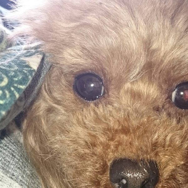 成犬、のユーザーアイコン