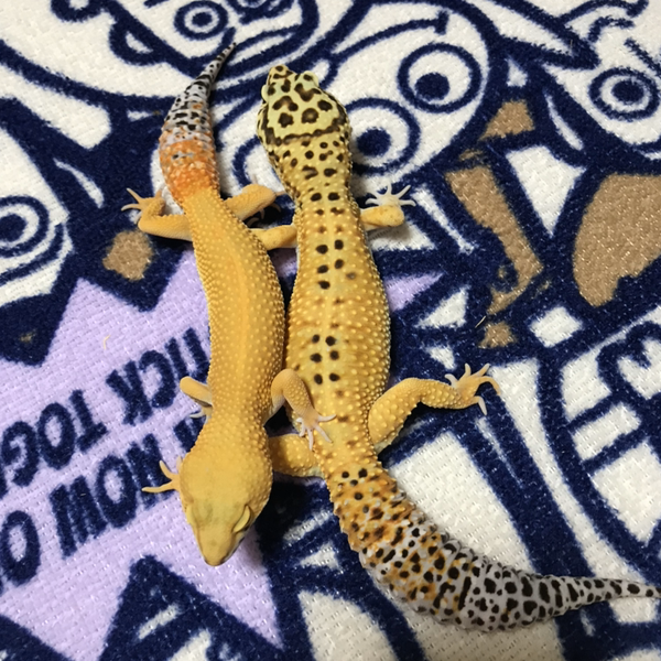 🦎フクロウ🦎のユーザーアイコン