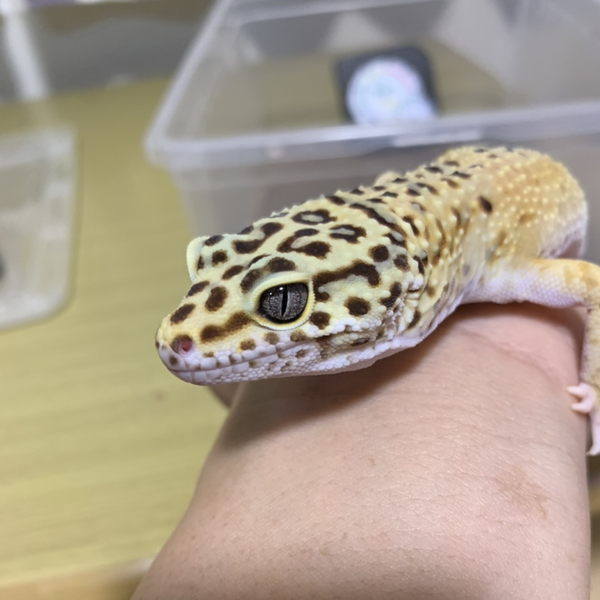 フクロウのユーザーアイコン