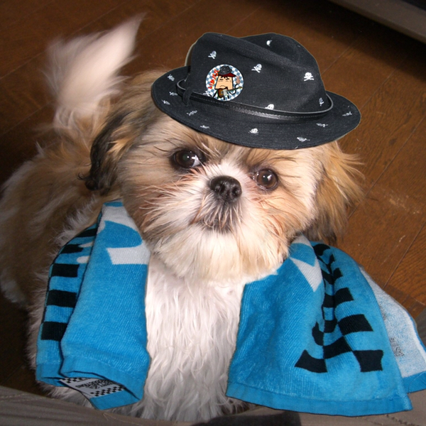 cocoパパ🐶❤️🐶のユーザーアイコン