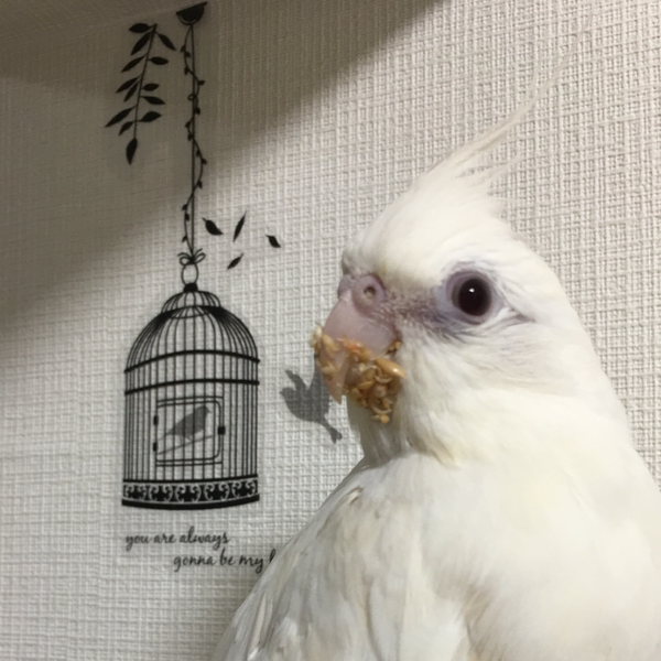 トリトリのユーザーアイコン