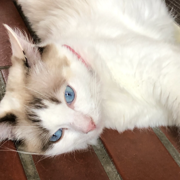 pike@電気鼠(=^ェ^=)のユーザーアイコン