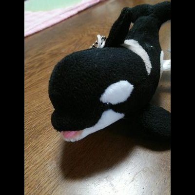 しゃちのユーザーアイコン