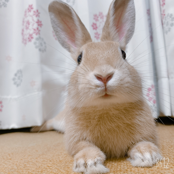 さーやのユーザーアイコン