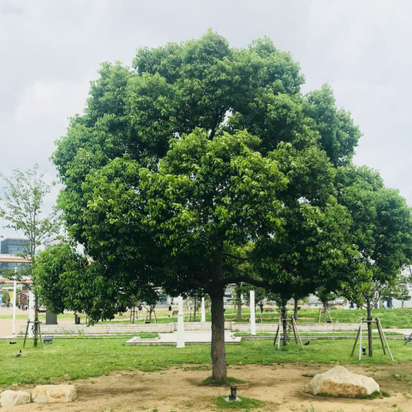 もり🌳🎶✨のユーザーアイコン