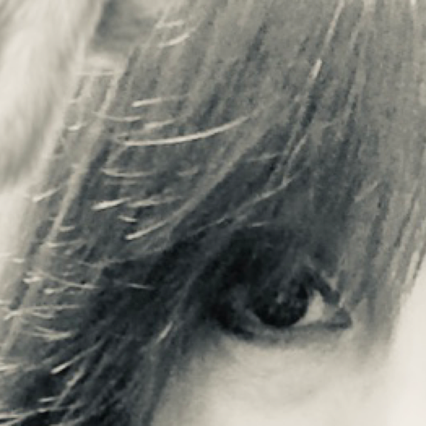 an(杏)のユーザーアイコン