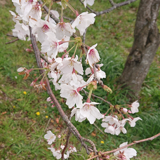 上からマリコ Akb48の歌詞 音楽コラボアプリ Nana