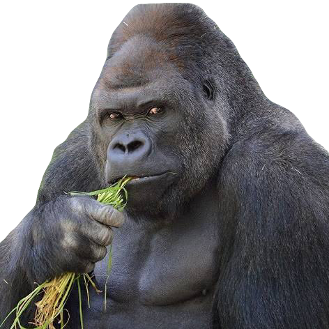 𝐺𝑂𝑅𝐼𝐿𝐿𝐴 のプロフィール 音楽コラボアプリ Nana