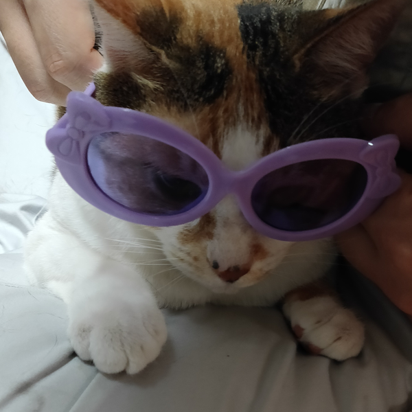 きちねこのユーザーアイコン