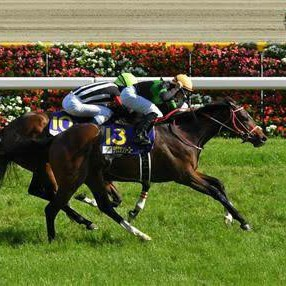 てーさん 有馬記念待機のユーザーアイコン