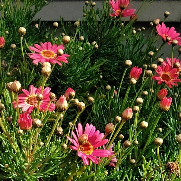 るり🌷🎶✨のユーザーアイコン