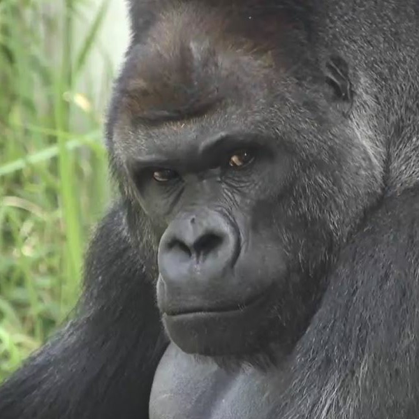 Iloveｕ ドーリィカノン By 歌が上手くなりたいゴリラ コラボ履歴 音楽コラボアプリ Nana