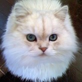 ⿴こじらのユーザーアイコン