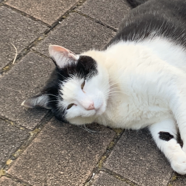 おっぱい スピッツ By はちみつ 音楽コラボアプリ Nana