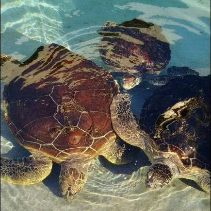 🐢にわか🐢インスタントヘヴン🐢のユーザーアイコン