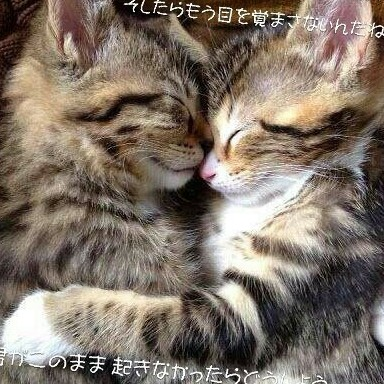 ✨めぐ✨(プロフ読んでね)たまに台本作成していますのユーザーアイコン