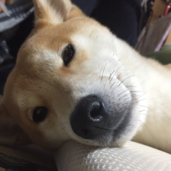 アワユメのユーザーアイコン