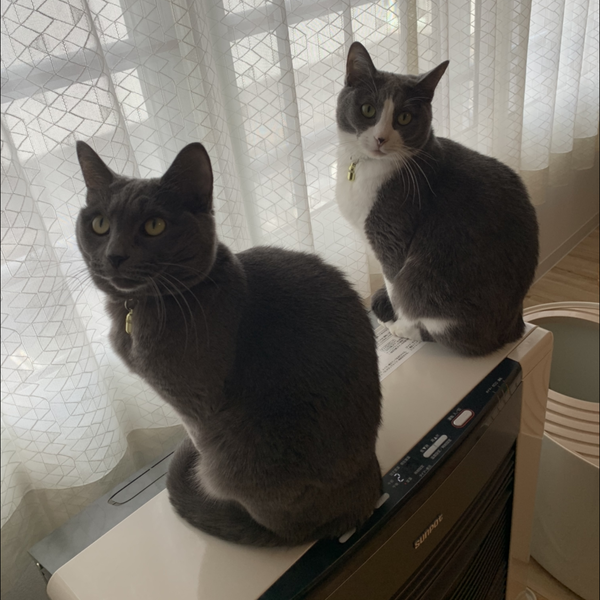 Goのユーザーアイコン