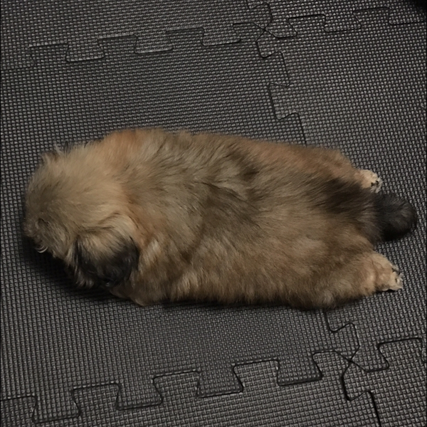 たくちぃん🐶🐾のユーザーアイコン