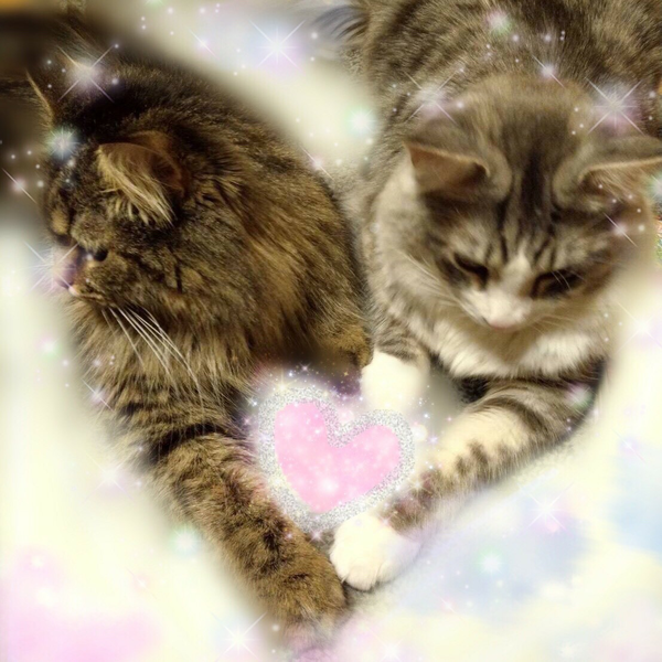 lovecat🐈@プロフ必読💕誤字が酷い🙏のユーザーアイコン