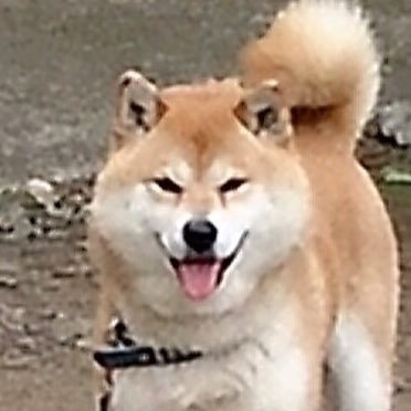 〆Dogちゃーん from PUBGmobileのユーザーアイコン