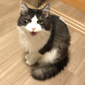 琥珀の月