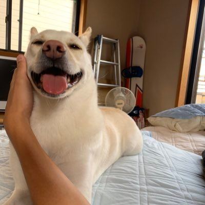 あほ犬のプロフィール 音楽コラボアプリ Nana