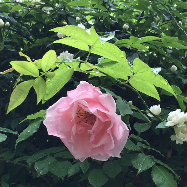 ゆみぃのユーザーアイコン
