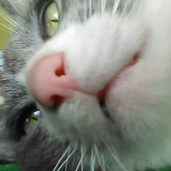 猫狐のユーザーアイコン