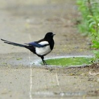鵲のユーザーアイコン