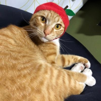 nyango6のユーザーアイコン