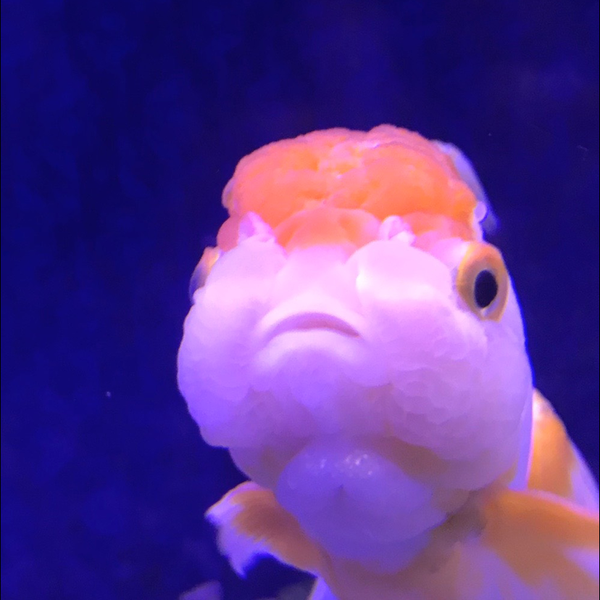 haaruのユーザーアイコン