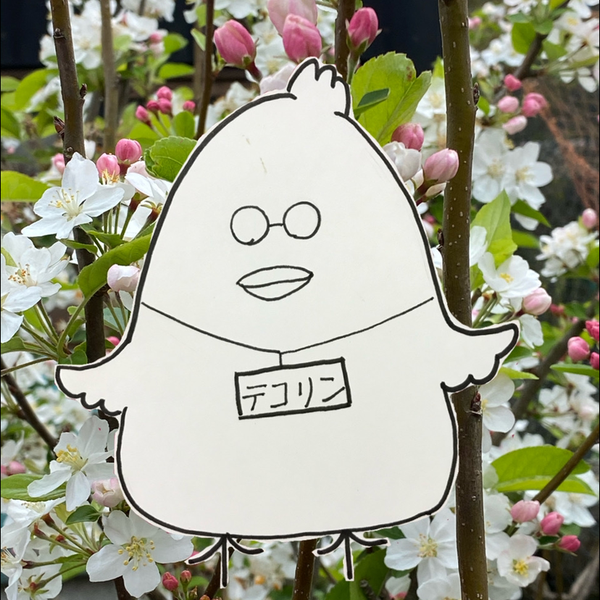 ティコのユーザーアイコン