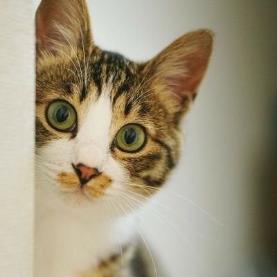 みけらんのユーザーアイコン
