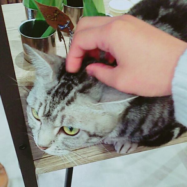唐揚げのユーザーアイコン