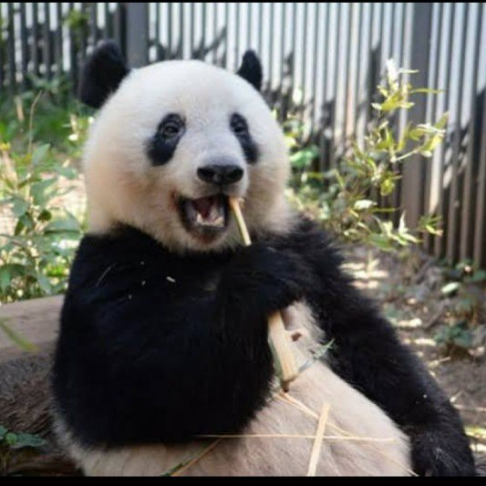パンダの🐼パン太郎🍞のユーザーアイコン