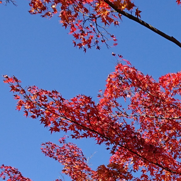 ベストコレクション 大石 昌良 トライアングル