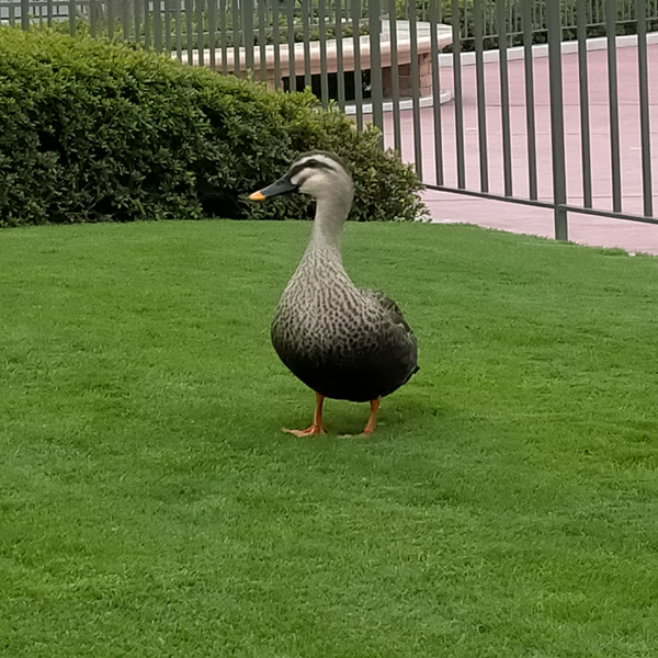 Gのユーザーアイコン