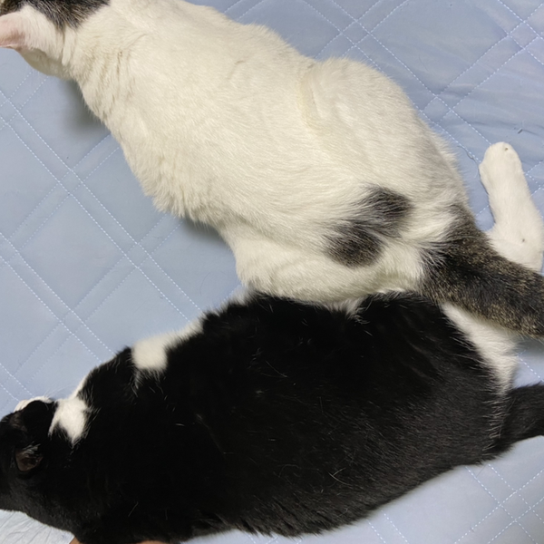 Kazuのユーザーアイコン