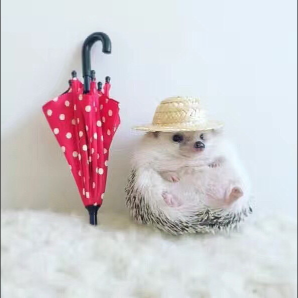 ひなこ⌄̈⃝🦔すうじつお休み🙇♀️のユーザーアイコン