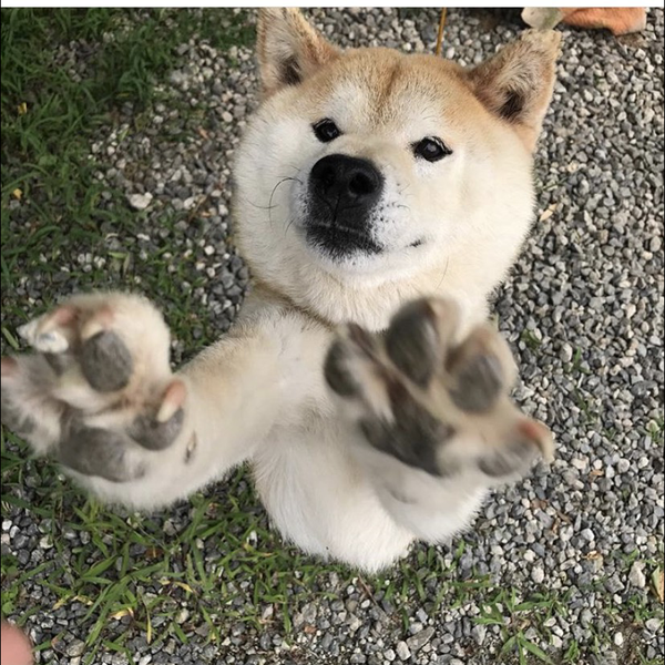 けーん【コラボ】のユーザーアイコン