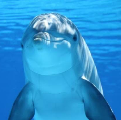 Dolphin (文字パズルしてる、ばいばい!)のユーザーアイコン