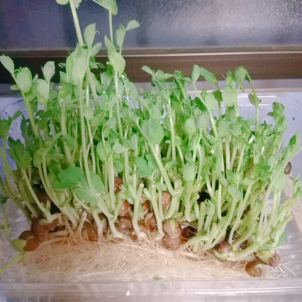 しーちゃのユーザーアイコン